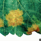 Illustration for article titled Why Genetically Engineered Grapes Would Make Great Wine